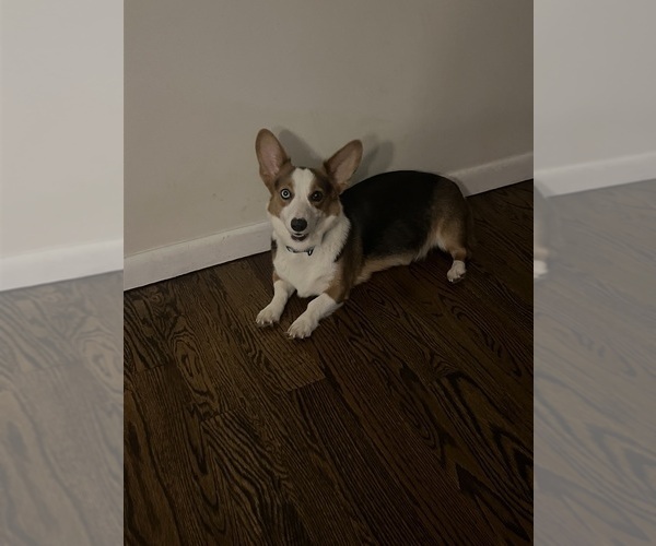 Medium Photo #1 Pembroke Welsh Corgi Puppy For Sale in ABSECON, NJ, USA