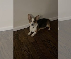 Mother of the Pembroke Welsh Corgi puppies born on 07/15/2025