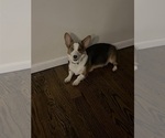 Small Photo #1 Pembroke Welsh Corgi Puppy For Sale in ABSECON, NJ, USA