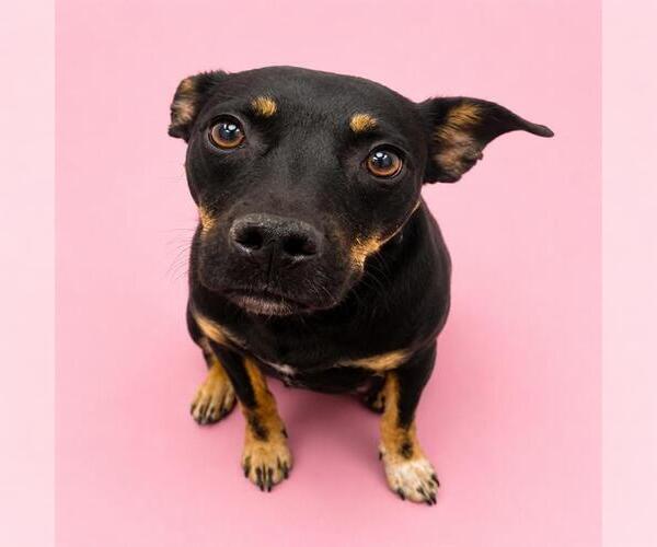 Medium Photo #2 Rottweiler-Unknown Mix Puppy For Sale in HESPERIA, CA, USA