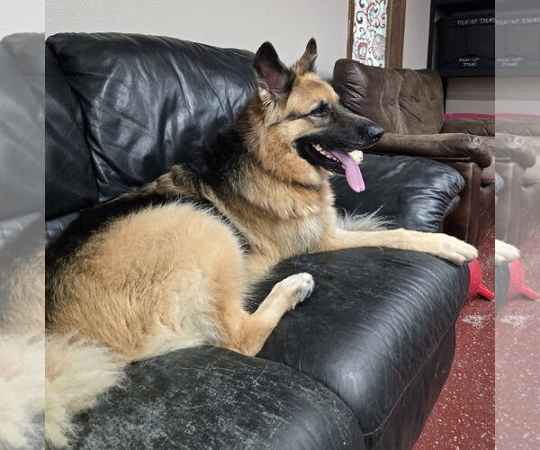 Medium Photo #15 German Shepherd Dog Puppy For Sale in Fargo, ND, USA