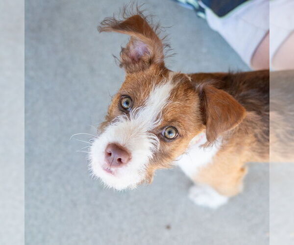 Medium Photo #1 Mutt Puppy For Sale in Mundelein, IL, USA