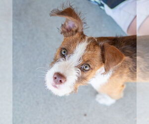 Mutt Dogs for adoption in Mundelein, IL, USA