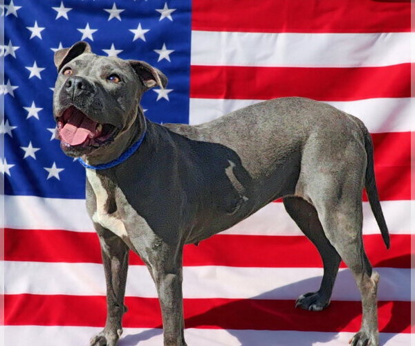 Medium Photo #4 Mutt Puppy For Sale in Talladega, AL, USA