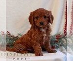 Small #2 Cavapoo (Miniature)