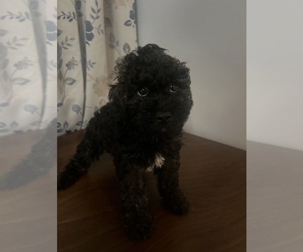Medium Photo #24 Cockapoo Puppy For Sale in DURHAM, CT, USA