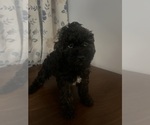 Small #23 Cockapoo