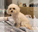 Small #2 Cavapoo