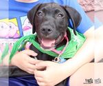 Small #12 Labrador Retriever Mix