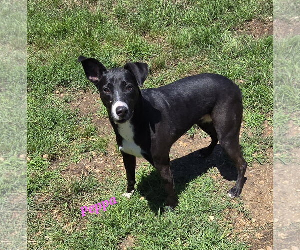 Medium Photo #3 Mutt Puppy For Sale in Jackson, MS, USA