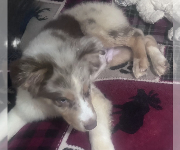 Medium Photo #8 Australian Shepherd Puppy For Sale in ROY, UT, USA