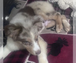 Small #7 Australian Shepherd