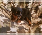 Small Photo #10 Rottweiler Puppy For Sale in EDEN, IN, USA