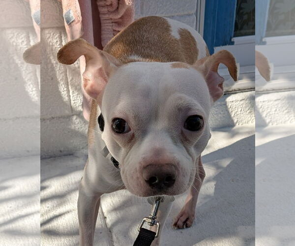 Medium Photo #6 Chihuahua-Unknown Mix Puppy For Sale in Sanford, FL, USA