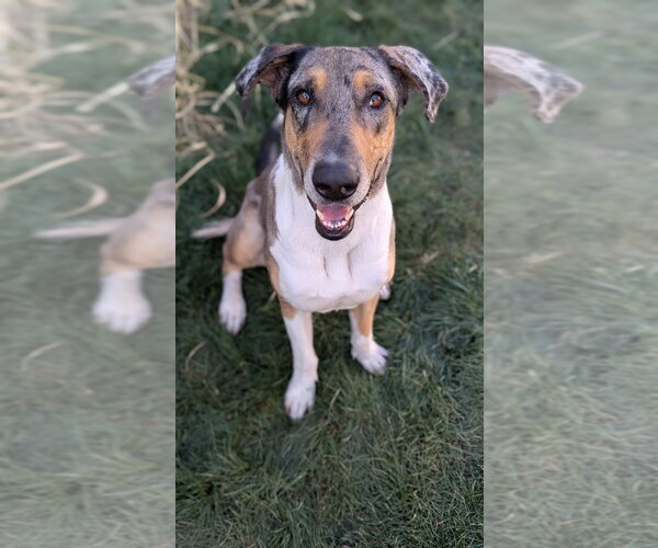 Medium Photo #1 Great Dane-Unknown Mix Puppy For Sale in Salt Lake City, UT, USA