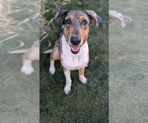 Great Dane-Unknown Mix Dogs for adoption in Salt Lake City, UT, USA