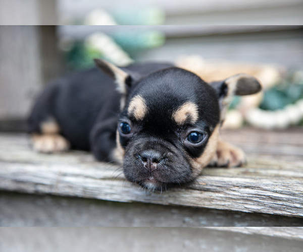 Medium Photo #4 French Bulldog Puppy For Sale in BALTIC, OH, USA