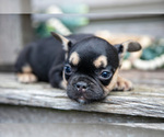 Small #3 French Bulldog