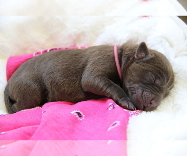 Medium Photo #8 Labrador Retriever Puppy For Sale in HYDE PARK, VT, USA