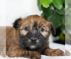 Soft Coated Wheaten Terrier Puppy for sale in LITITZ, PA, USA