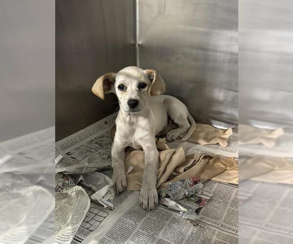 Medium Photo #1 Chihuahua Puppy For Sale in Bakersfield, CA, USA