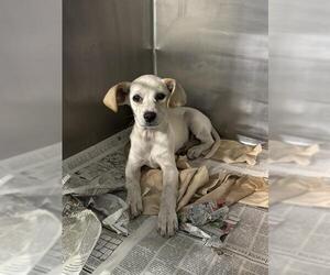 Chihuahua Dogs for adoption in Bakersfield, CA, USA