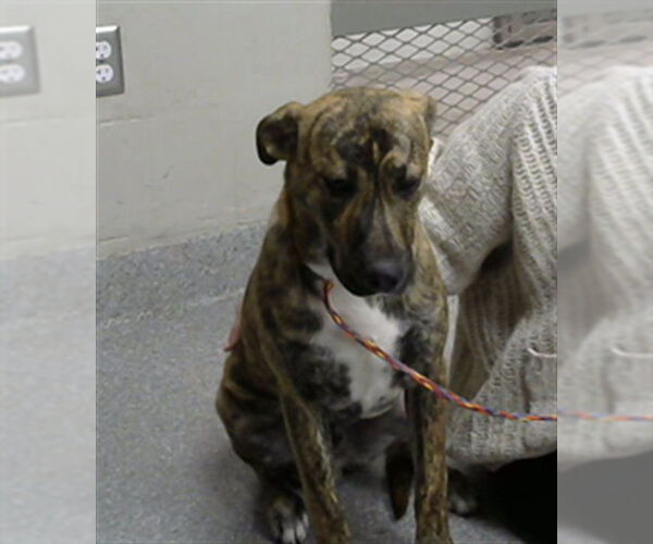 Medium Photo #1 Labrador Retriever-Unknown Mix Puppy For Sale in Pasadena, TX, USA