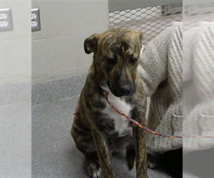 Labrador Retriever-Unknown Mix Dogs for adoption in Pasadena, TX, USA