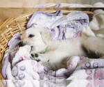 Small #4 English Cream Golden Retriever