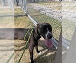 Small Photo #2 Labrador Retriever Puppy For Sale in Corpus Christi, TX, USA