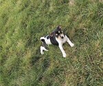 Puppy Oakley Rat Terrier
