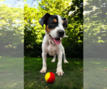 Small #28 Basenji-Rat Terrier Mix