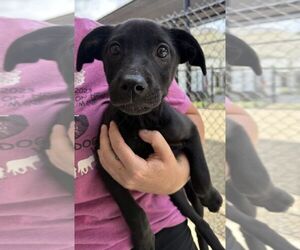 Labrador Retriever-Unknown Mix Dogs for adoption in Hilton Head, SC, USA
