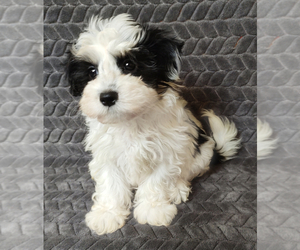 Havanese Puppy for sale in STATEN ISLAND, NY, USA