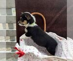 Small #2 Pembroke Welsh Corgi