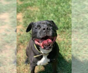 Deitz - Male Bulloxer Dog for Adoption - Photo #15