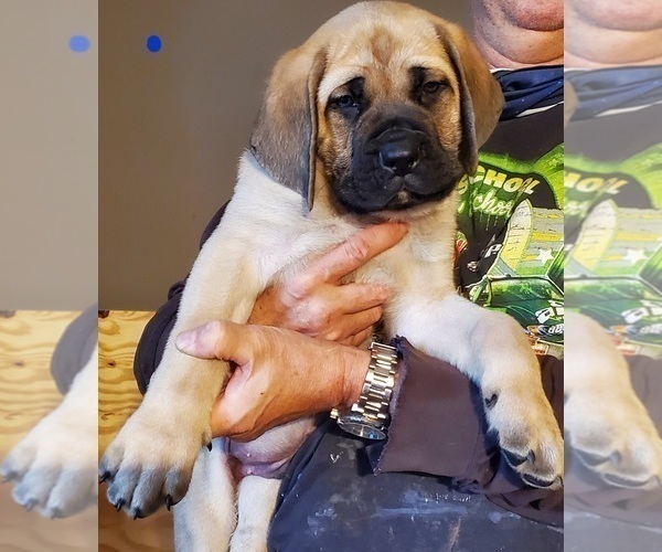 Medium Photo #3 Mastiff Puppy For Sale in MENTOR ON THE, OH, USA