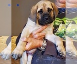 Small Photo #3 Mastiff Puppy For Sale in MENTOR ON THE, OH, USA