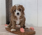 Small #10 Cavapoo (Miniature)