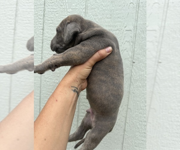 Medium Photo #5 Great Dane Puppy For Sale in HALLETTSVILLE, TX, USA