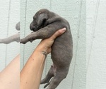 Small #4 Great Dane