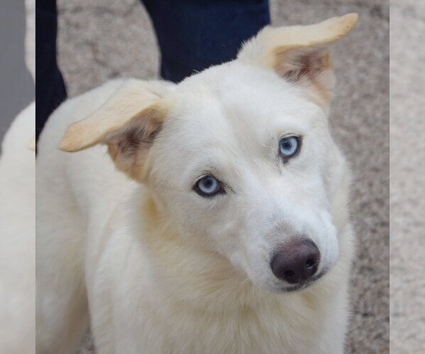 Medium Photo #1 Gerberian Shepsky Puppy For Sale in Huntley, IL, USA