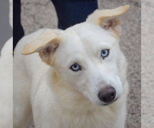 Gerberian Shepsky Dogs for adoption in Huntley, IL, USA