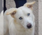 Small Gerberian Shepsky
