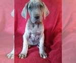 Small Photo #15 Great Dane Puppy For Sale in MURRAY, KY, USA