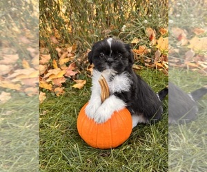 Shih Tzu Puppy for sale in MIDDLEBURY, IN, USA