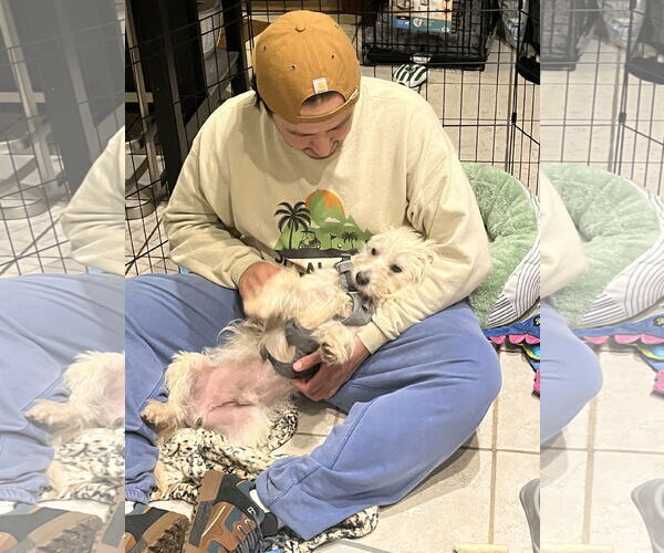 Medium Photo #3 Mutt Puppy For Sale in Philadelphia, PA, USA