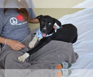 Labrador Retriever-Unknown Mix Dogs for adoption in McKinney, TX, USA