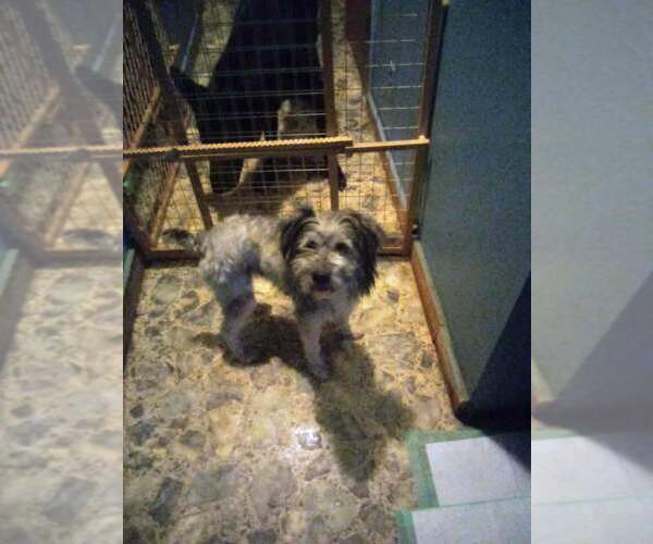 Medium Photo #2 Poodle (Miniature)-Unknown Mix Puppy For Sale in Aurora, IN, USA