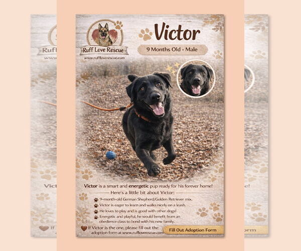 Medium Photo #1 Golden Shepherd Puppy For Sale in Thomasville, NC, USA